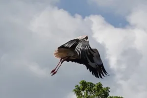 Ooievaar in vlucht, foto van dichtbij genomen.