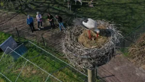 Ooievaarsnest met ei, gezien van bovenaf, op dorpsboerderij nieuwkoop